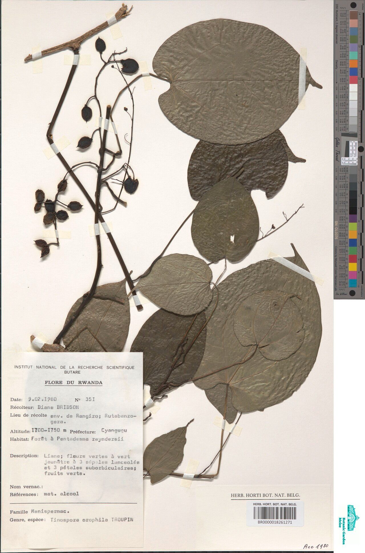 Tinospora orophila — related species from the same genus