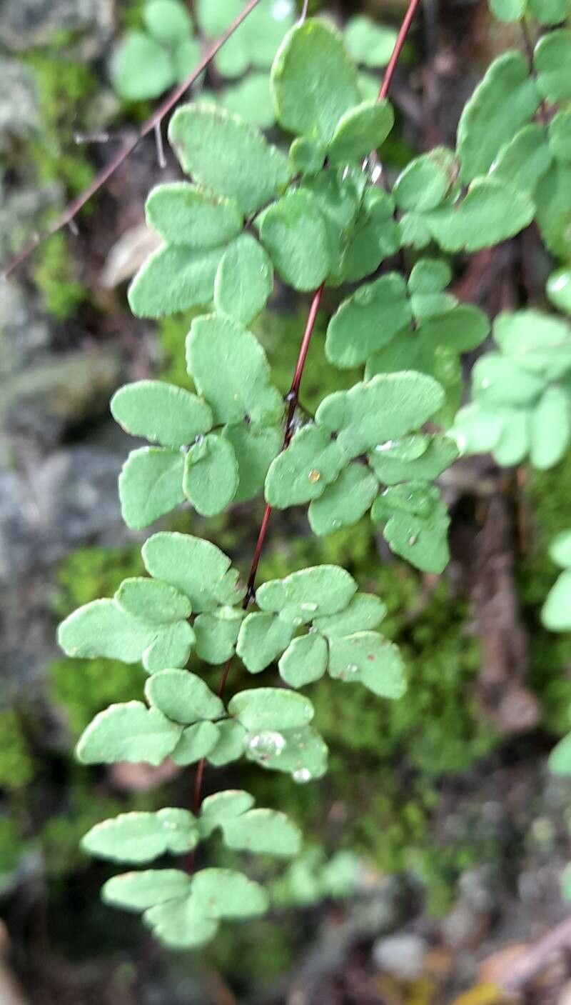 Hemionitis nivea — search result for 'Hemionitis'