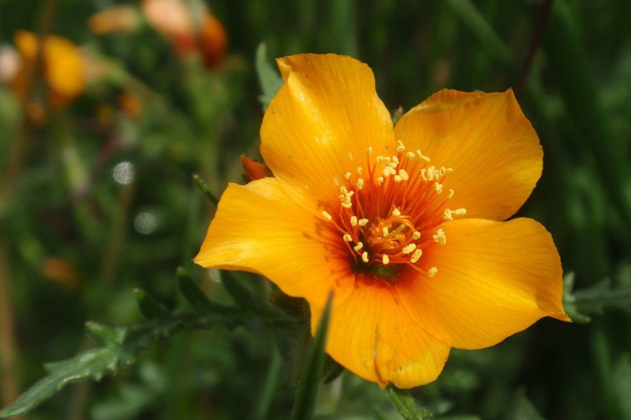 Mentzelia pectinata flower