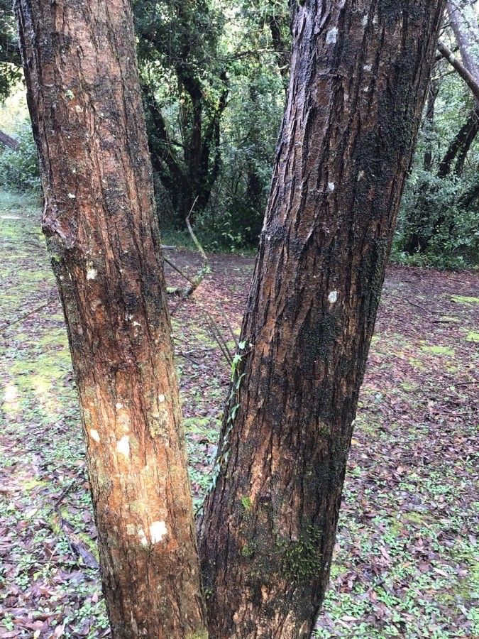 Salix × fragilis bark