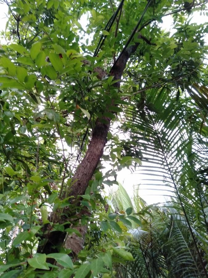 Glochidion rubrum habit