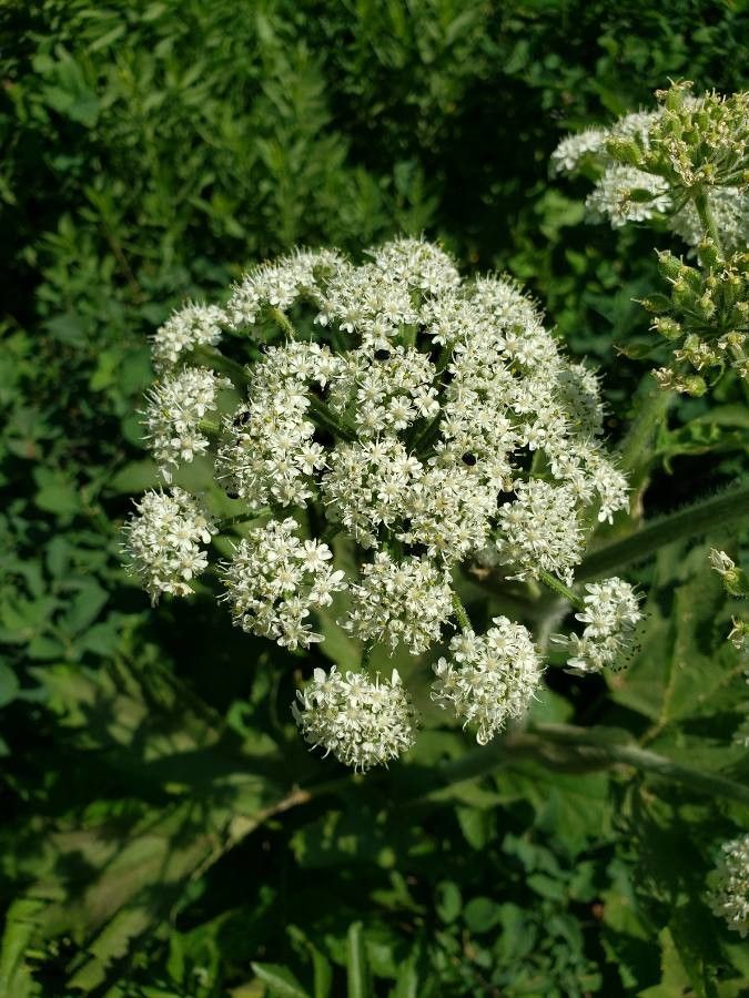 Heracleum maximum flower