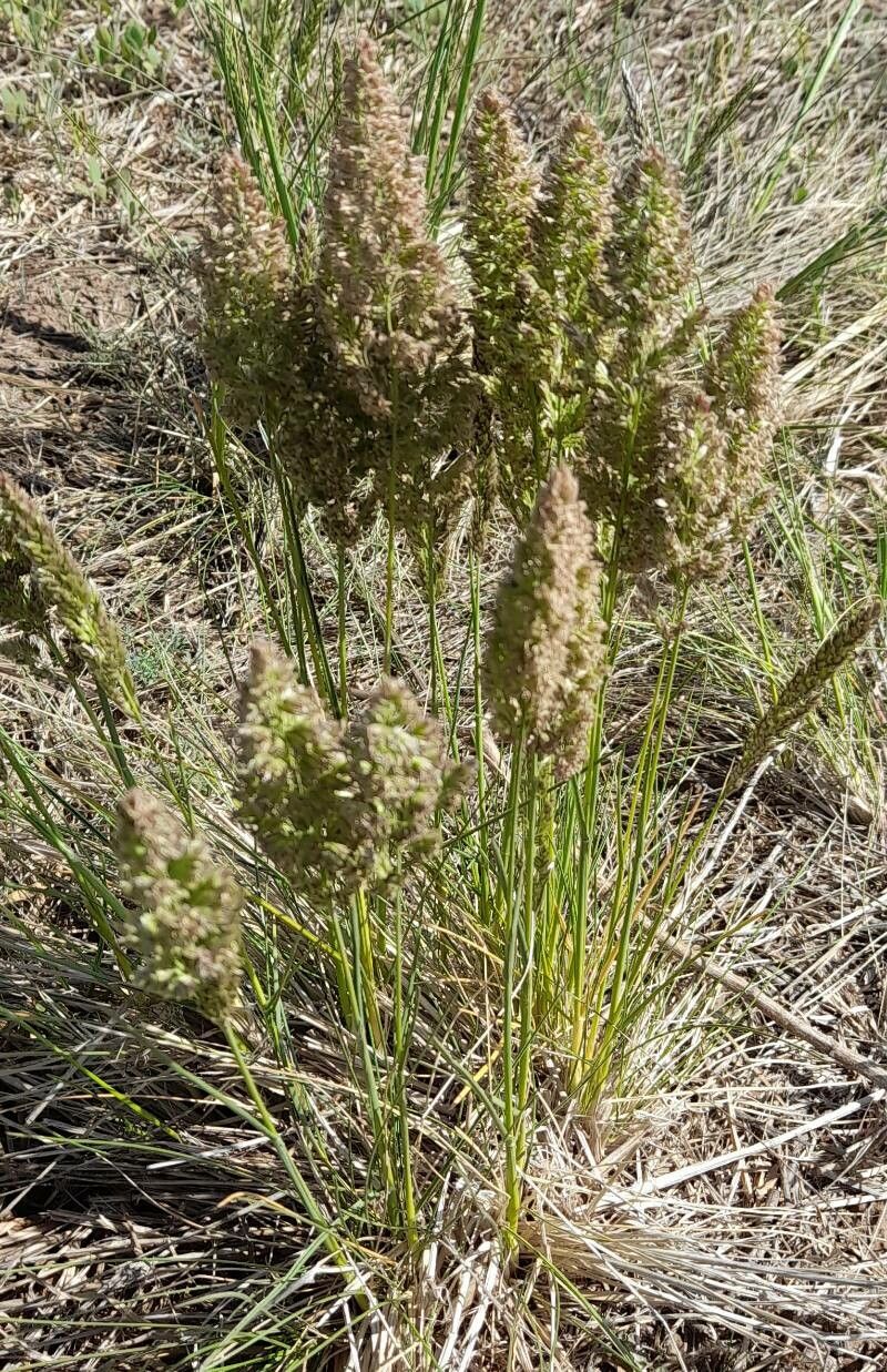 Poa lanigera habit