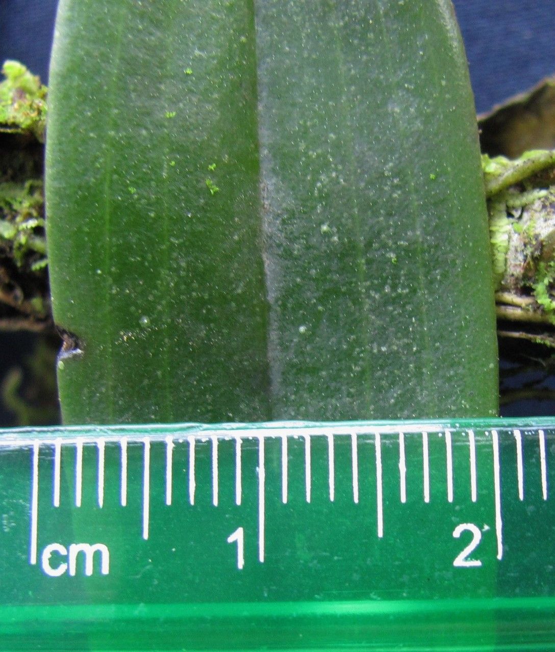 Epidendrum candelabrum leaf