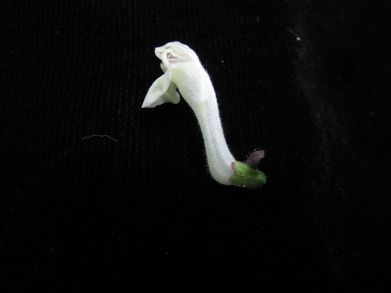 Scutellaria grossa other