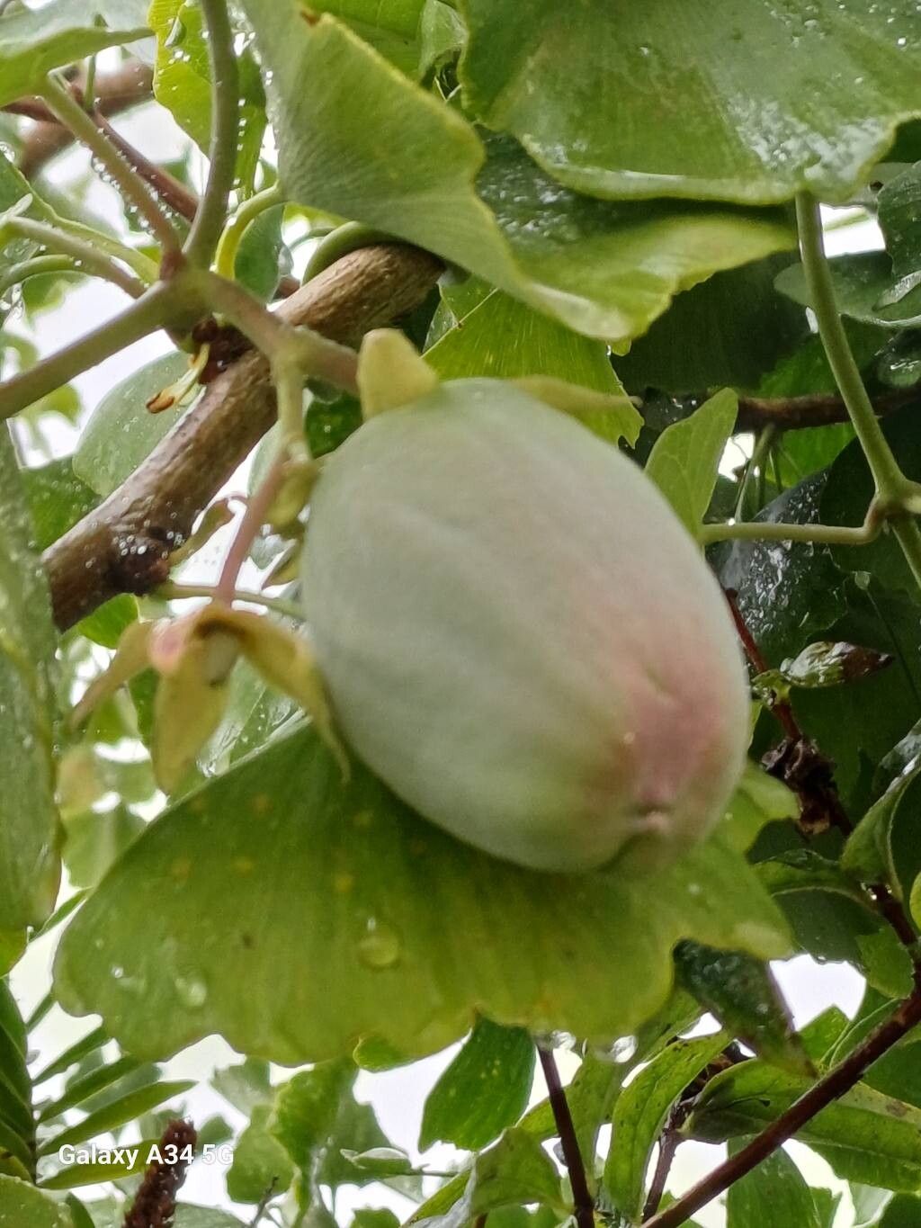 Cochlospermum regium fruit