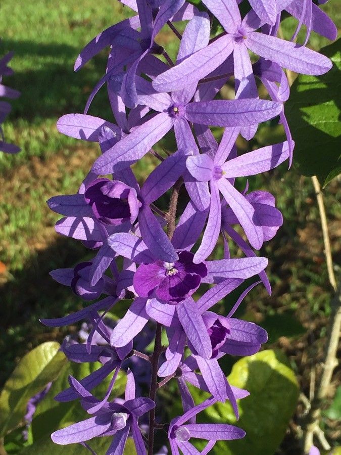 Petrea volubilis flower