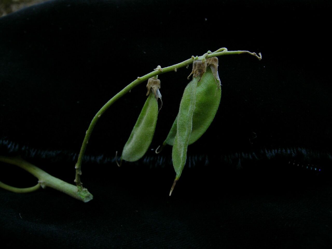 Crotalaria cytisoides habit