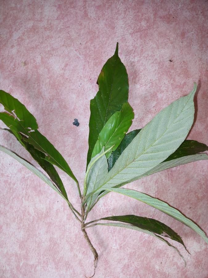 Pourouma minor — houseplant care guide
