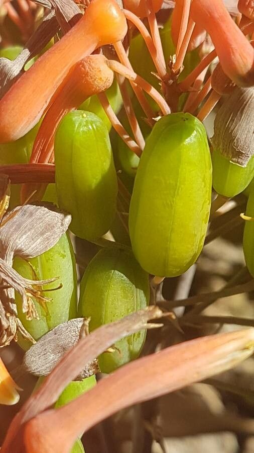 Aloe striata fruit