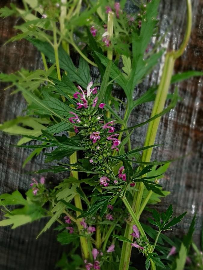 Leonurus japonicus flower