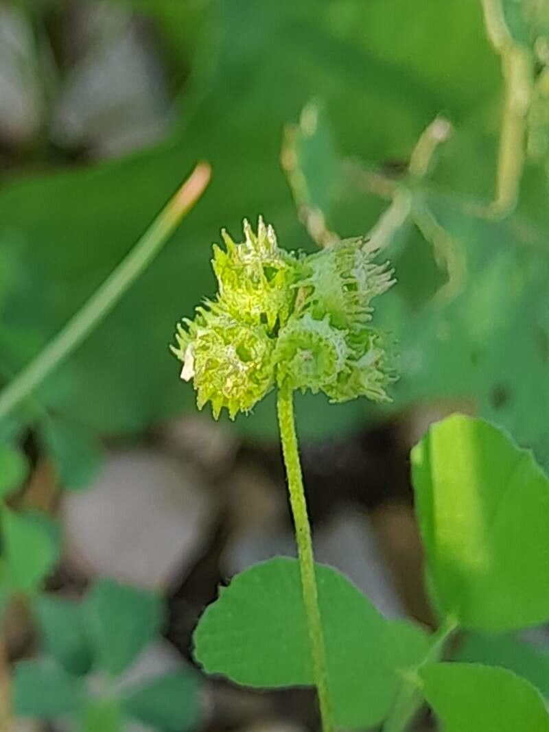 Medicago coronata fruit