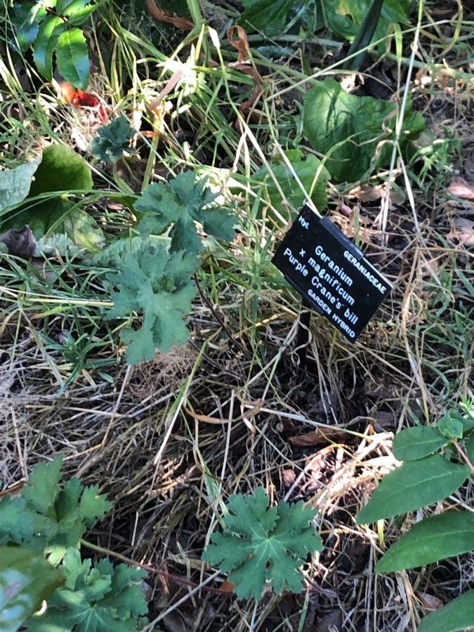 Geranium ibericum leaf