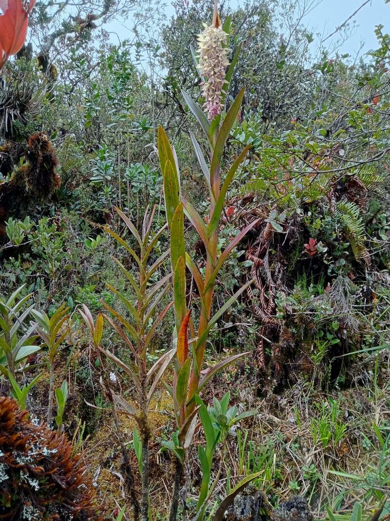 Epidendrum klotzscheanum habit