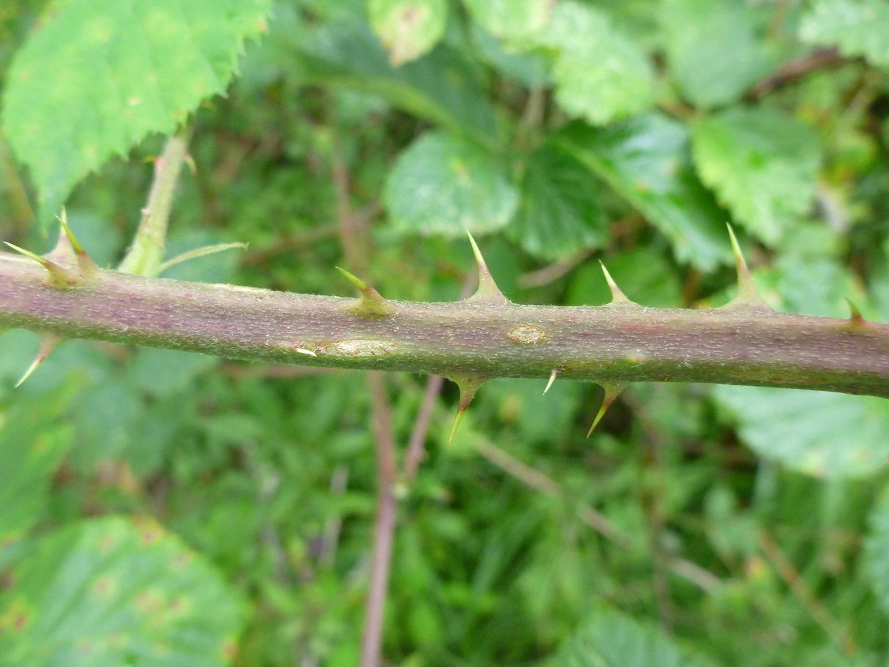 Rubus cuspidifer bark