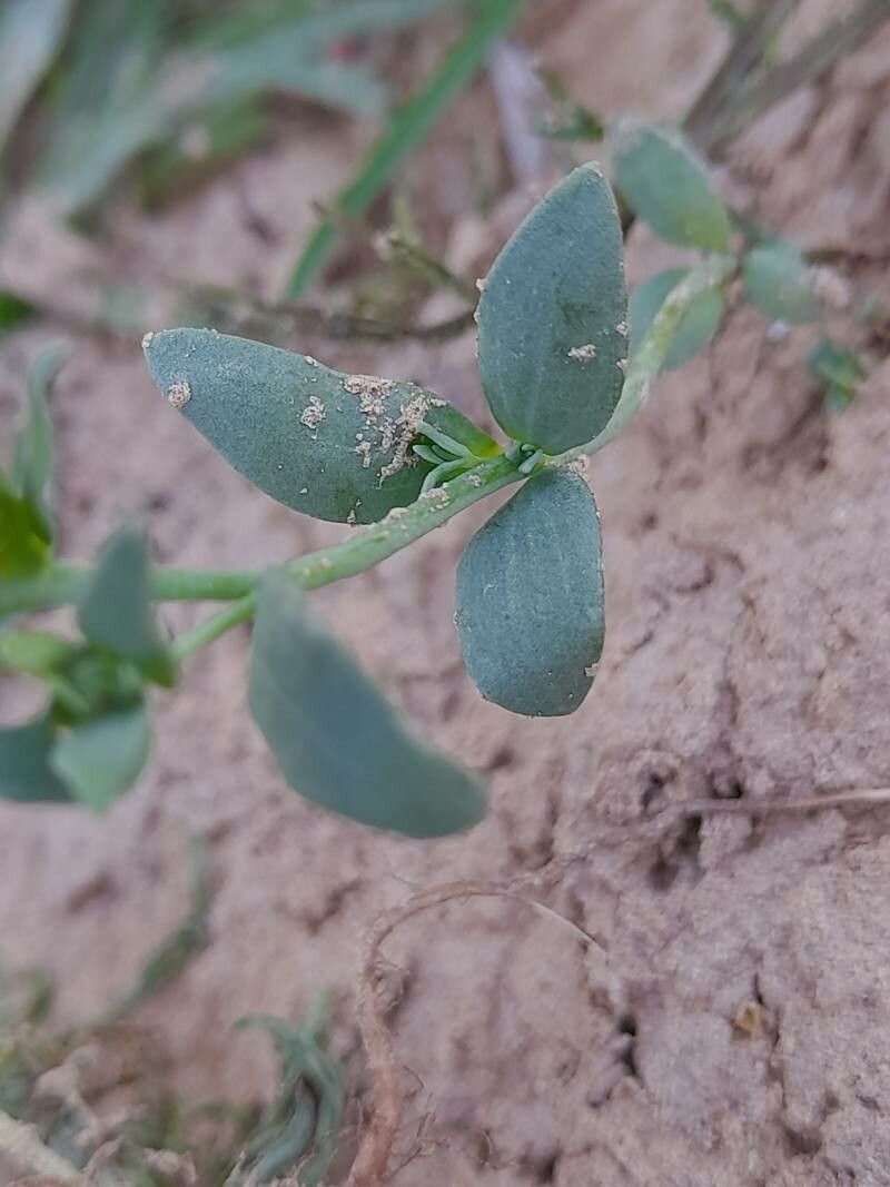 Linaria albifrons leaf