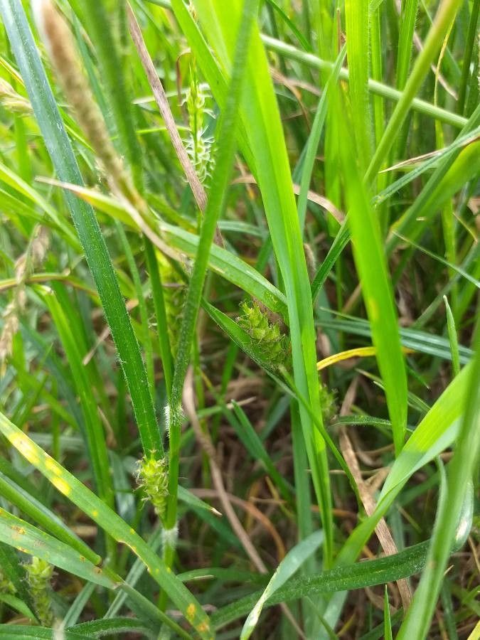 Carex hirta — search result for 'Carex'