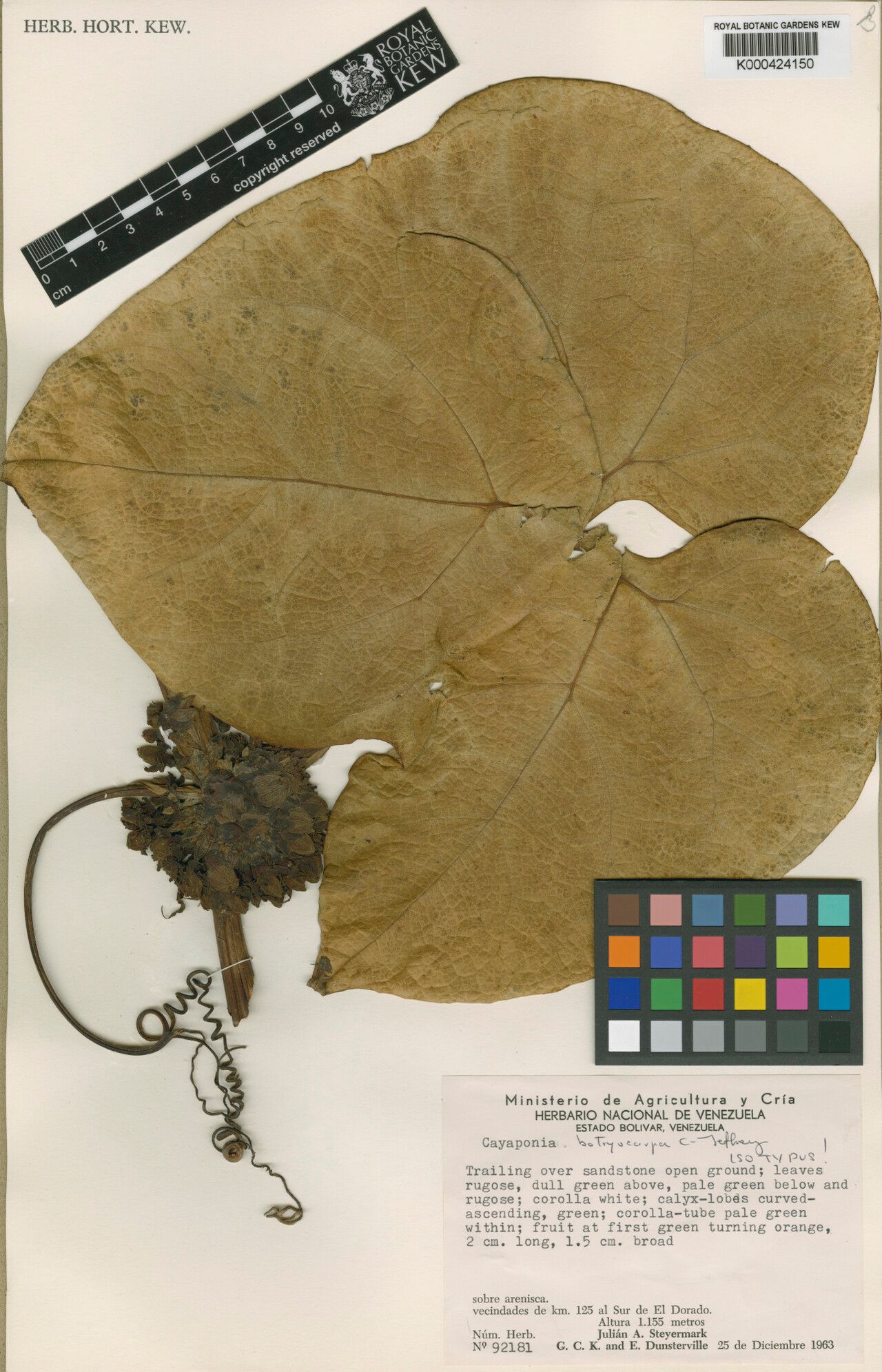 Cayaponia botryocarpa — related species from the same genus