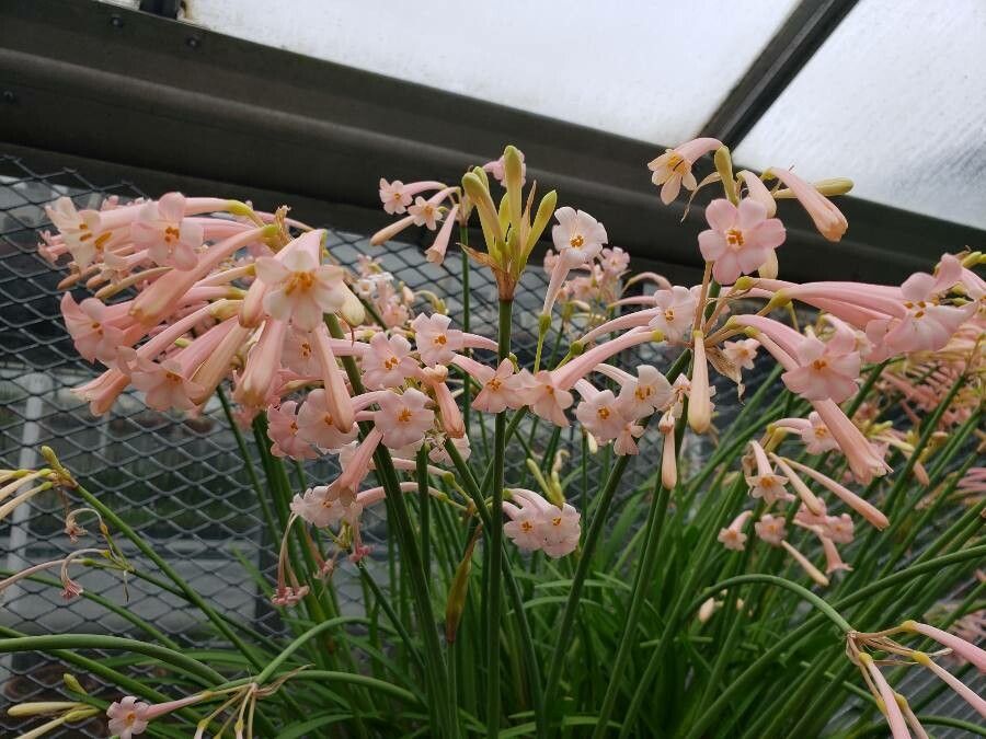 Cyrtanthus sanguineus flower