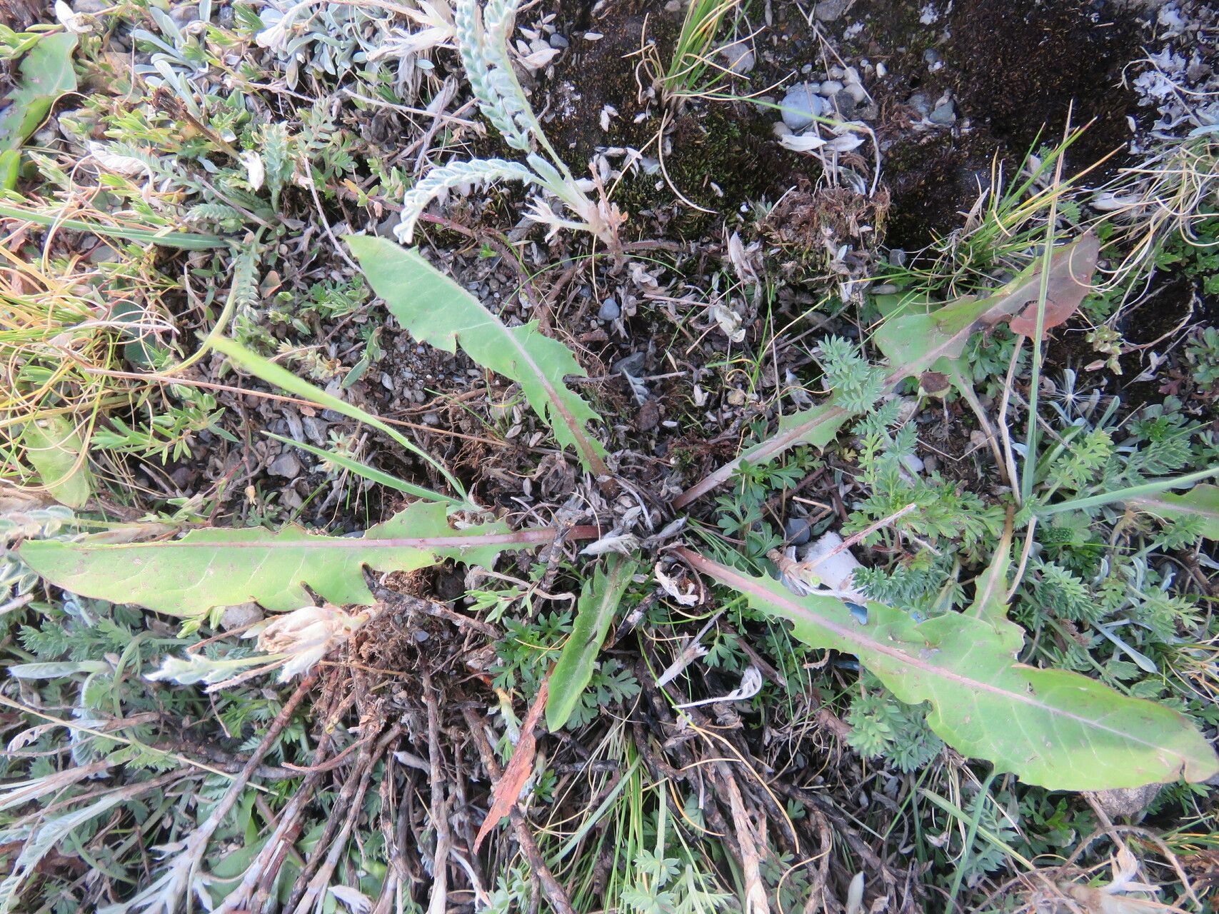Taraxacum croceiflorum leaf