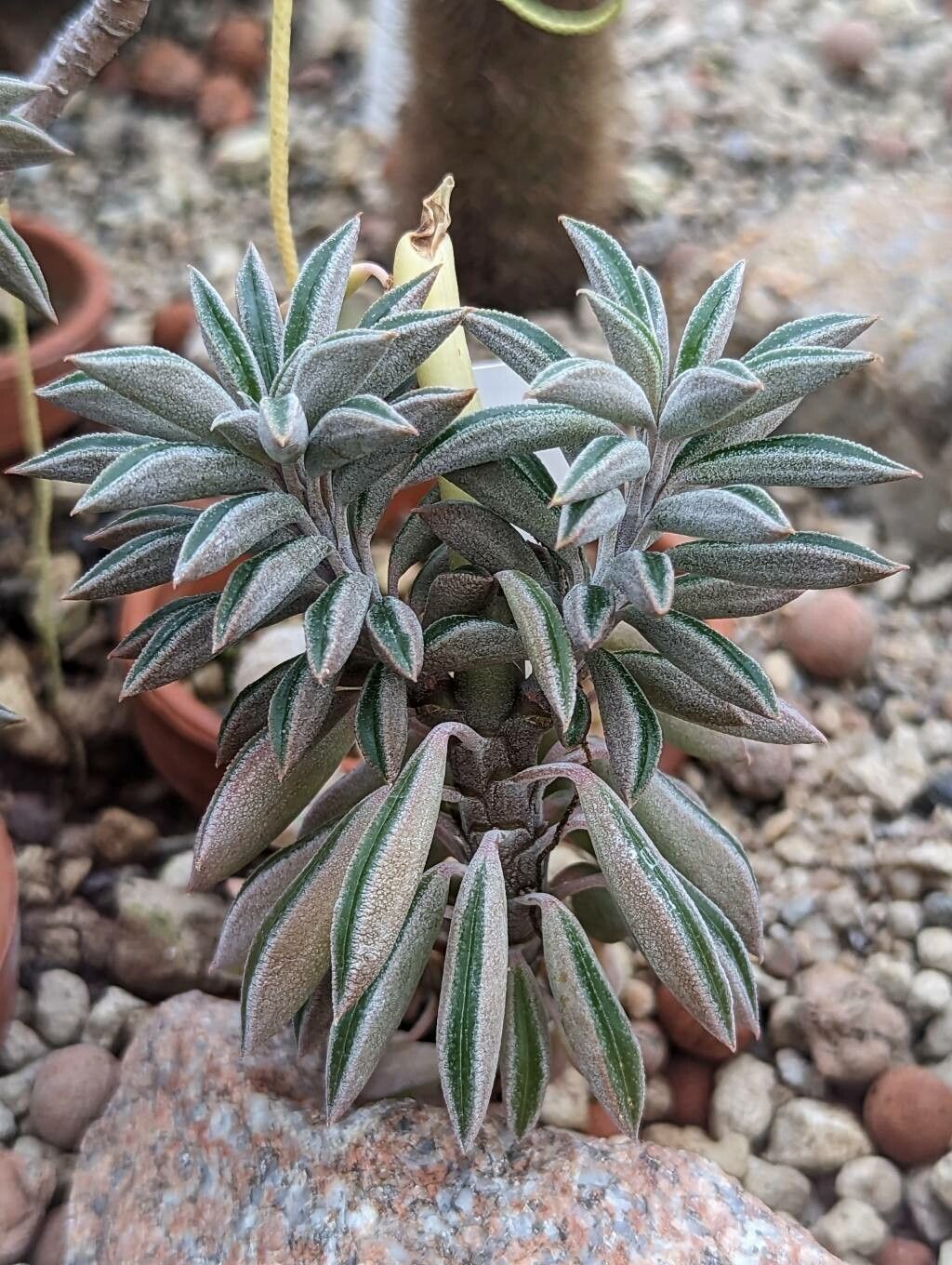Peperomia strawii leaf