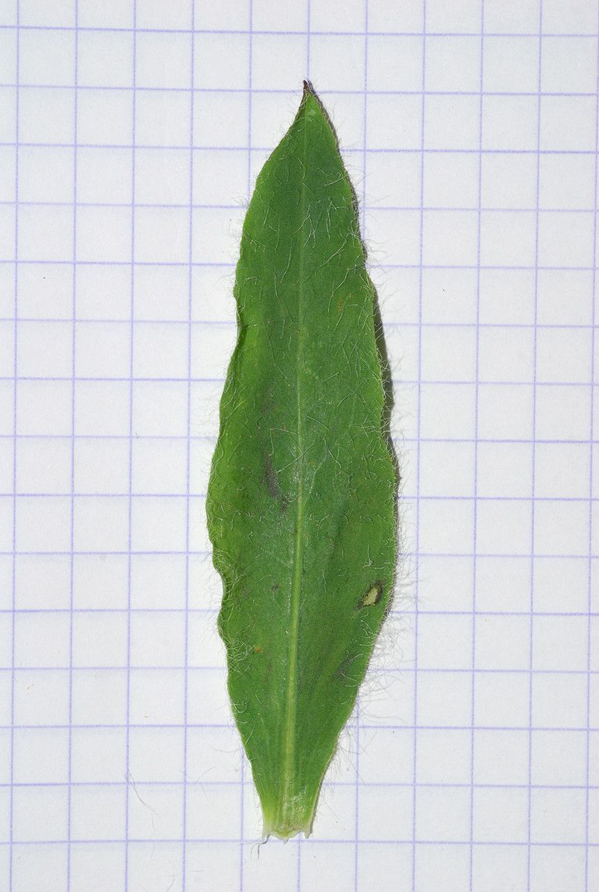 Hieracium porrectum other