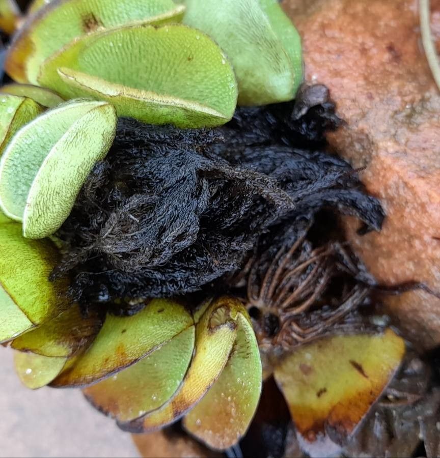 Salvinia adnata other