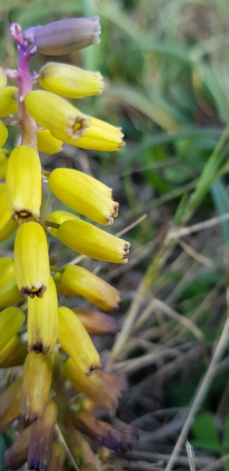 Muscarimia macrocarpa flower