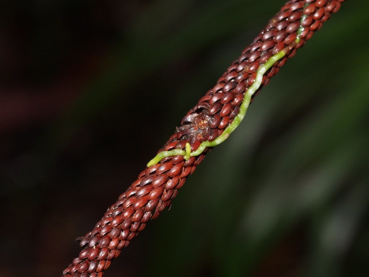 Taeniophyllum muelleri flower