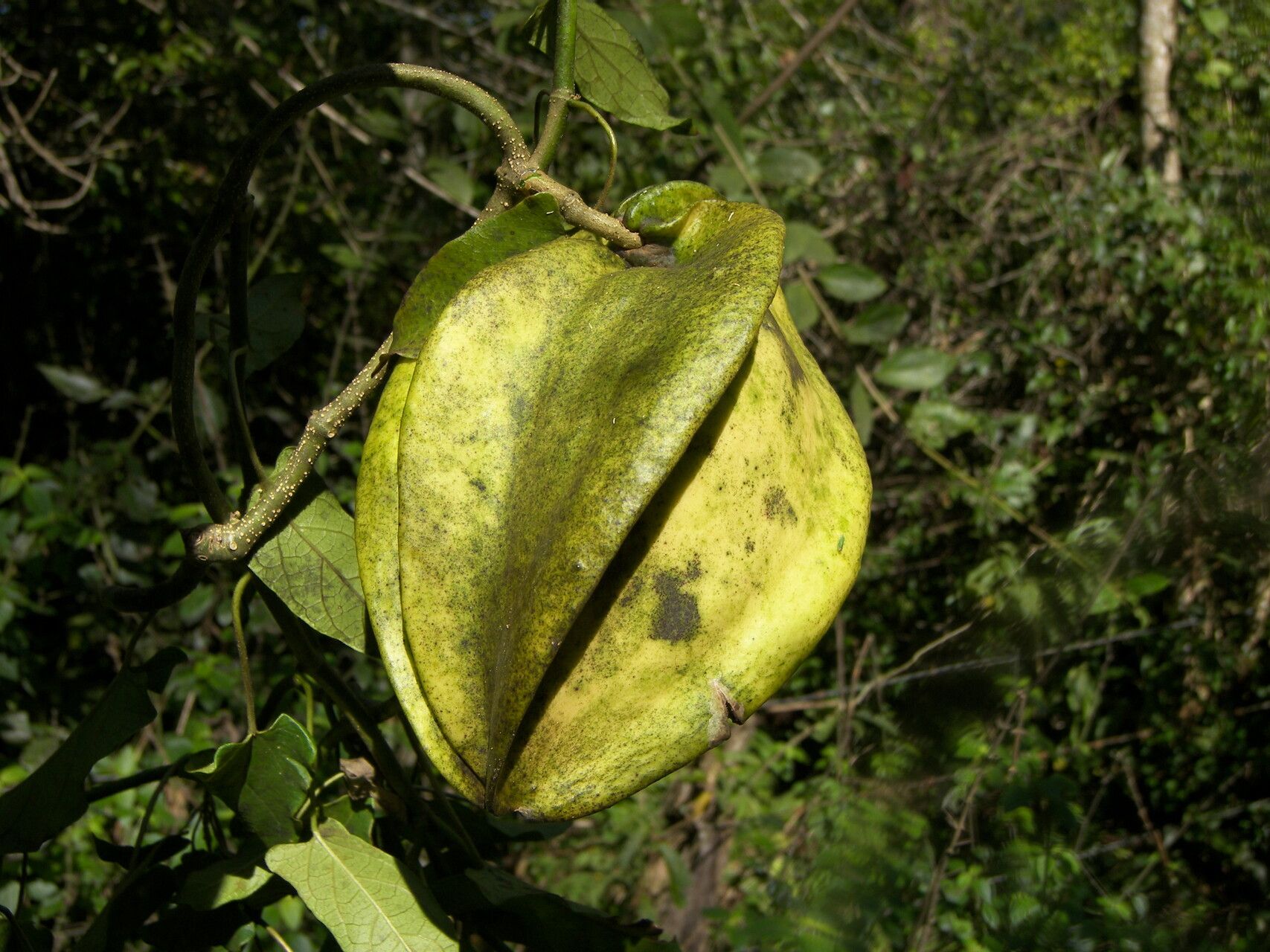 Gonolobus fraternus — related species from the same genus