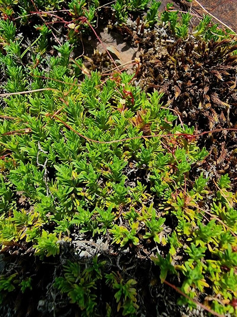 Thymus caespititius habit