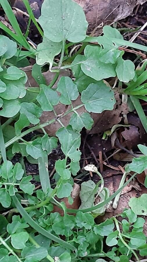 Cardamine raphanifolia leaf
