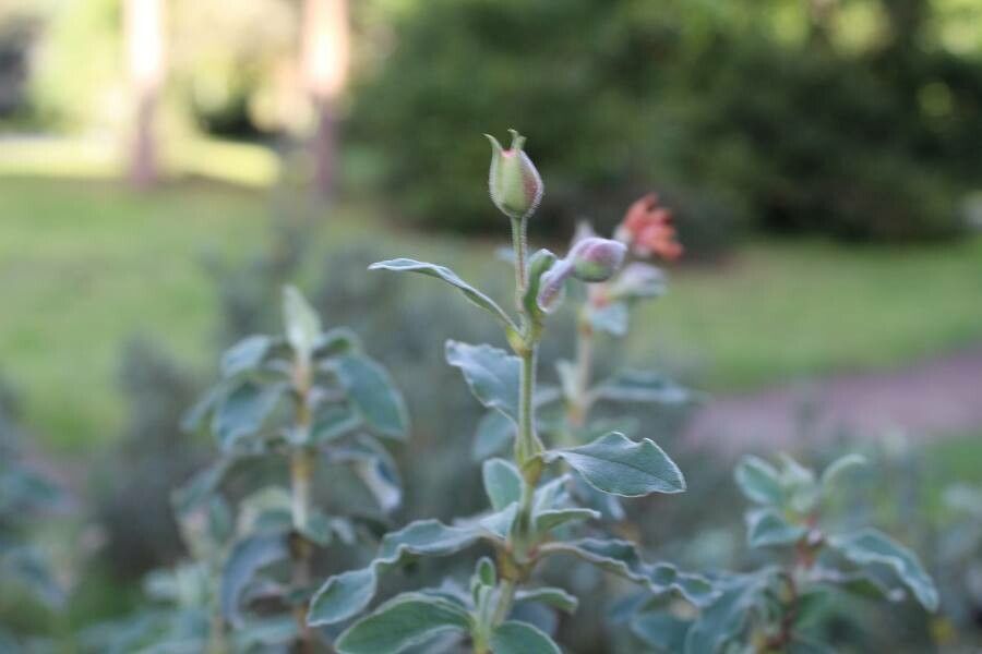 Cistus parviflorus fruit