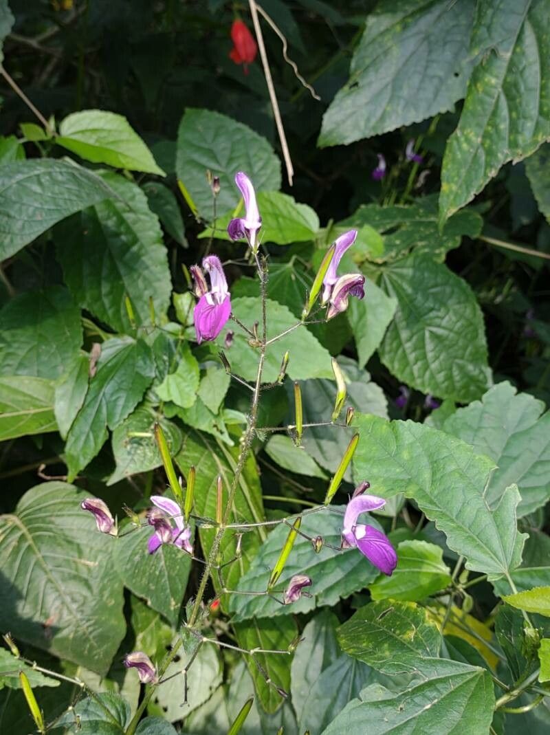 Brillantaisia lamium — related species from the same genus