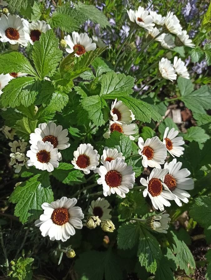 Rhodanthemum hosmariense habit