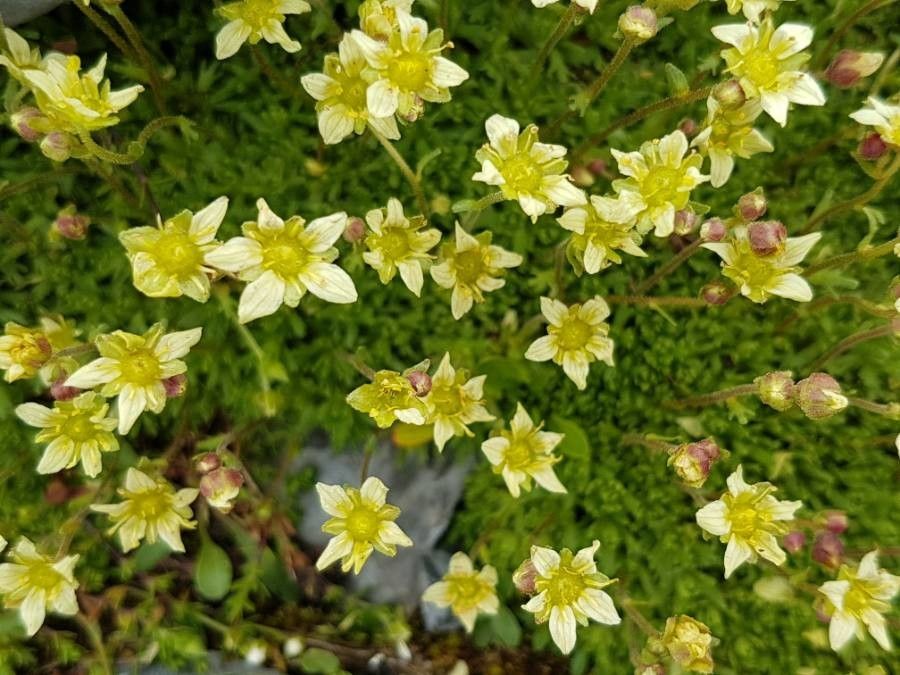 Saxifraga exarata flower
