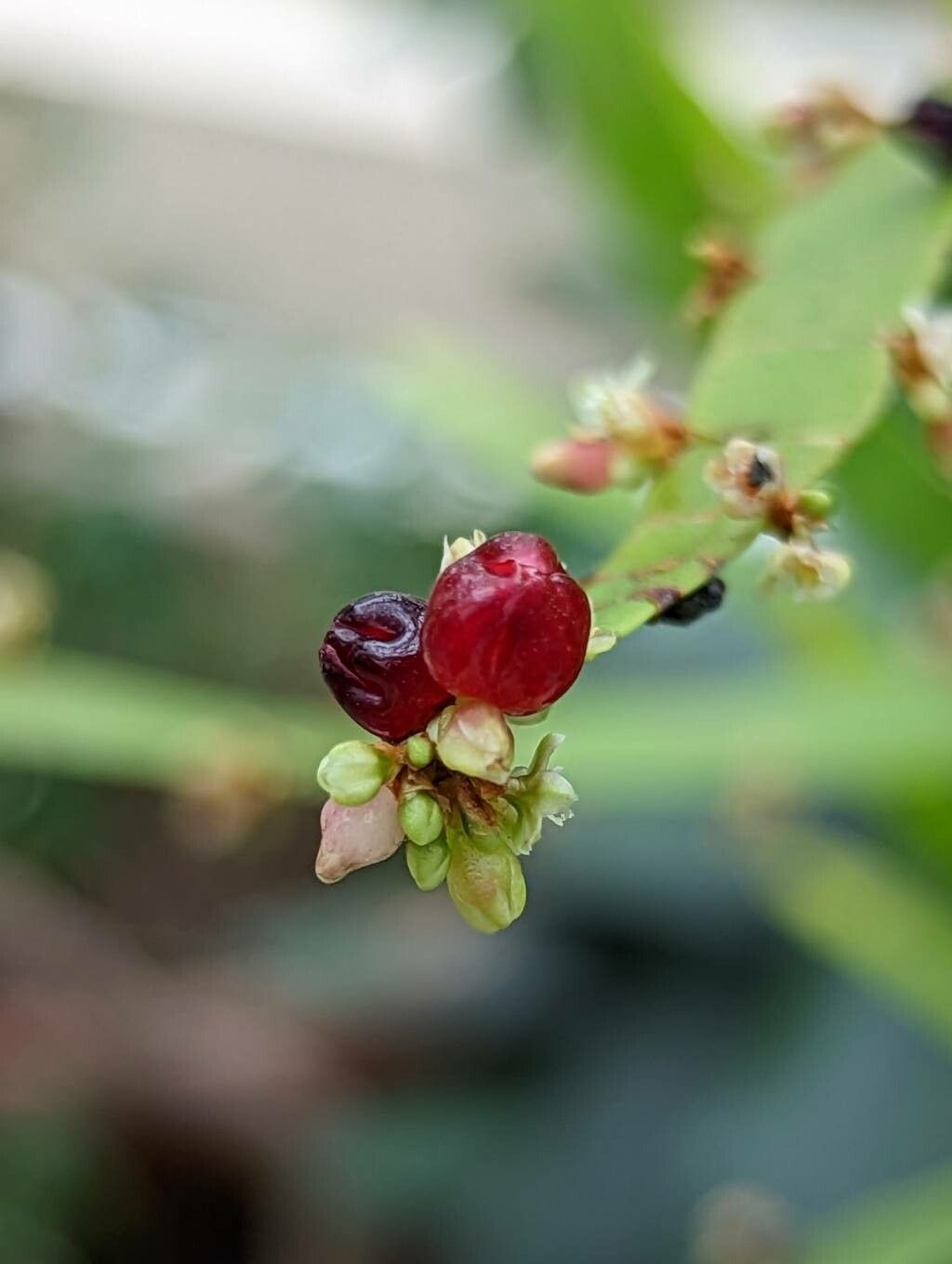 Muehlenbeckia platyclada fruit