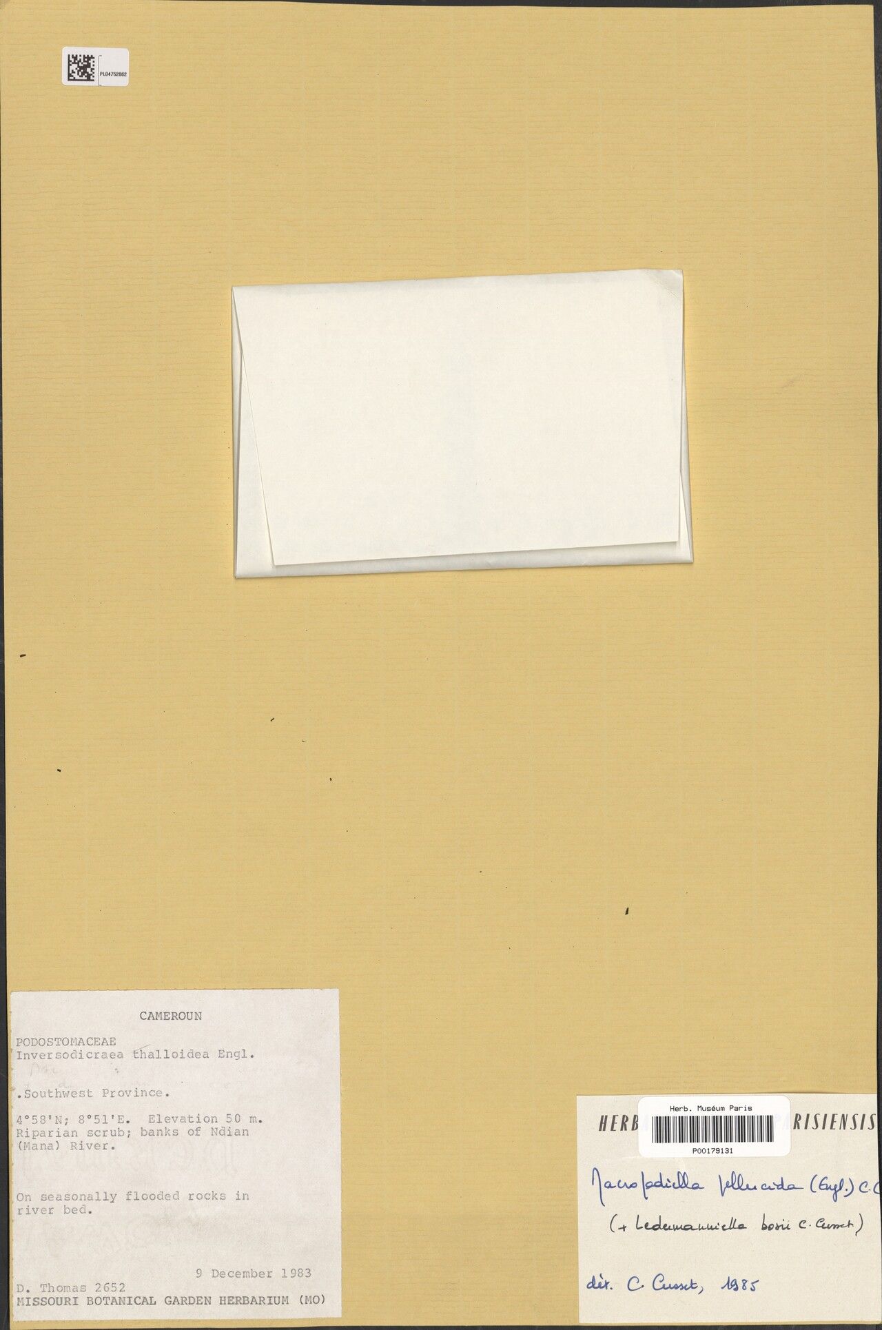 Macropodiella pellucida — related species from the same genus