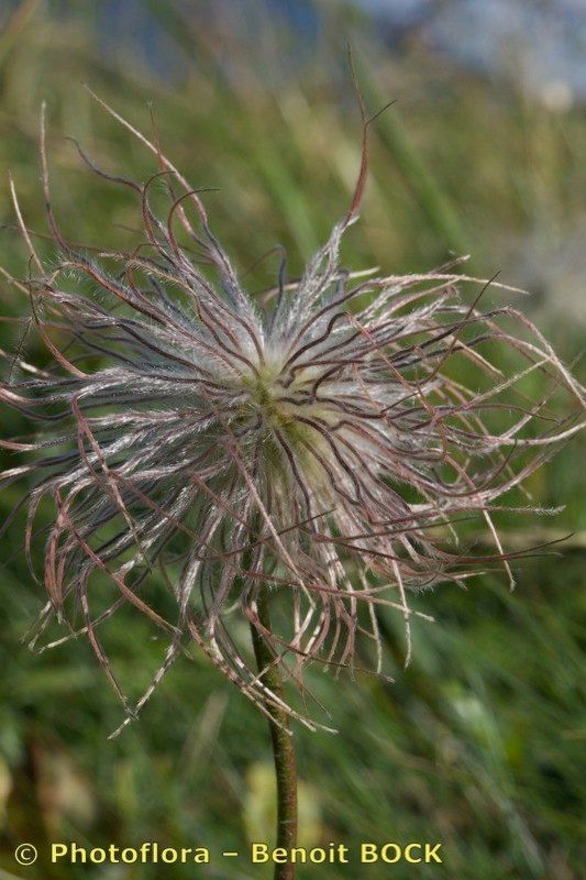 Anemone scherfelii fruit
