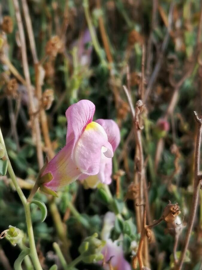 Antirrhinum charidemi flower
