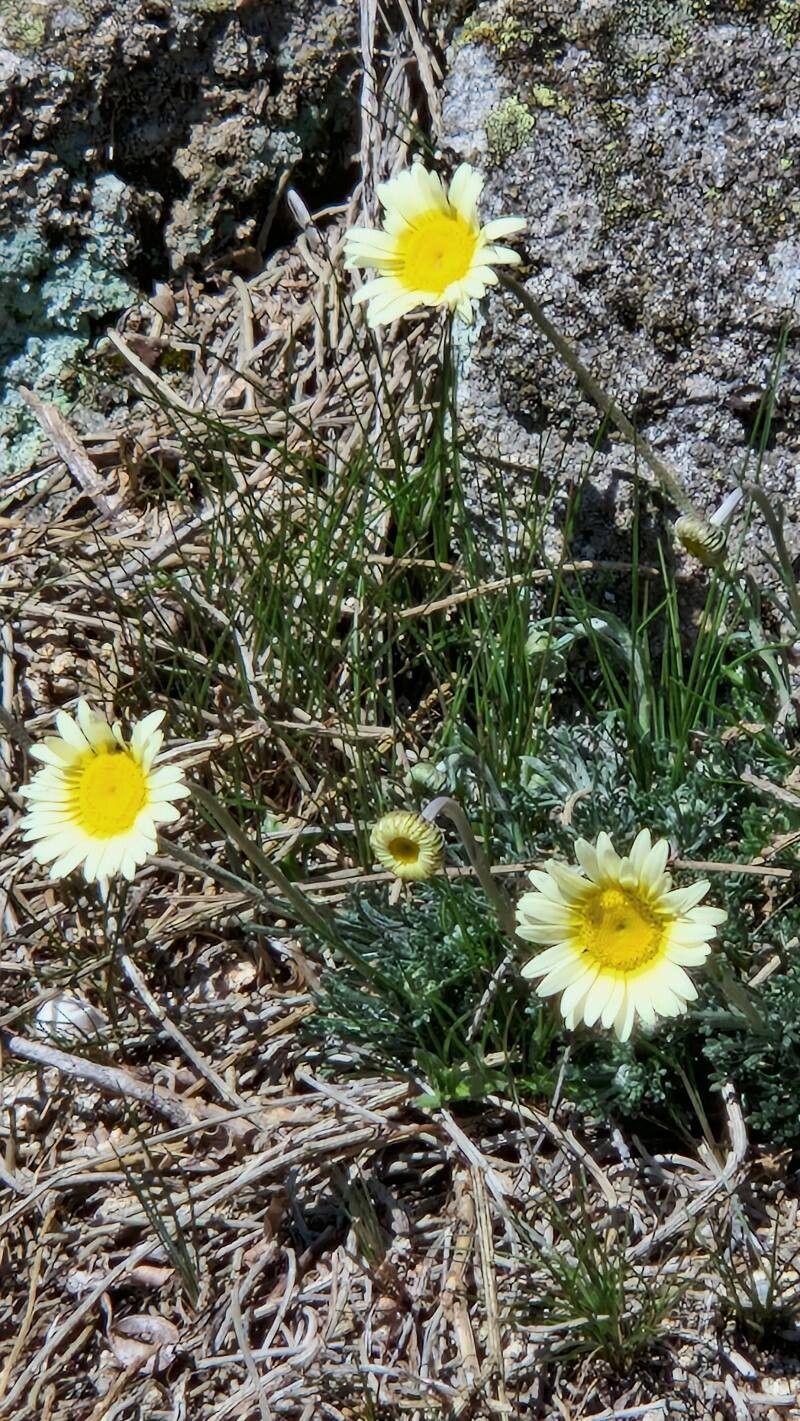 Leucanthemopsis flaveola — related species from the same genus