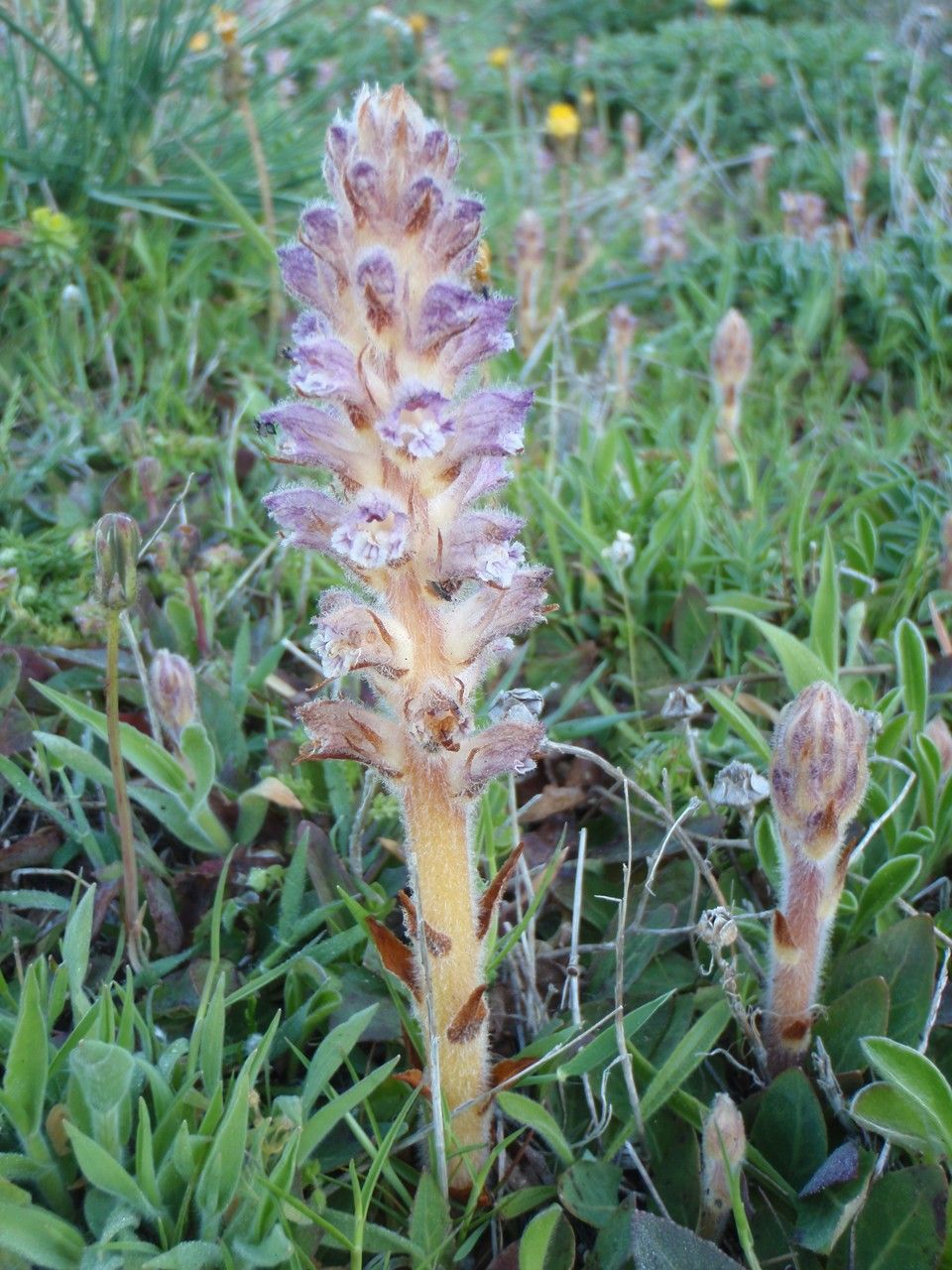 Orobanche pubescens habit
