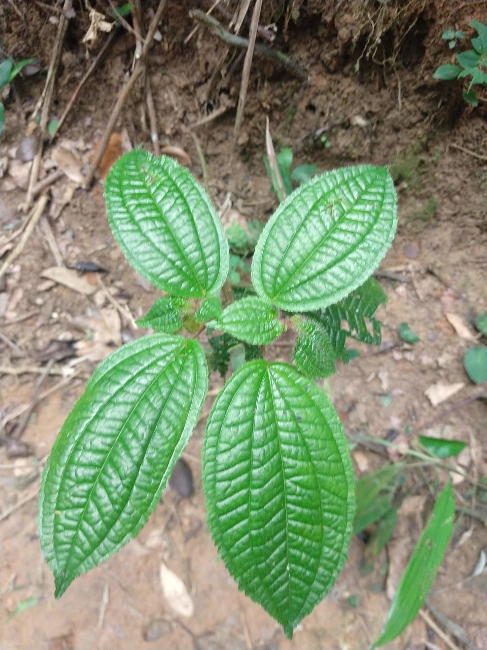 Aciotis rubricaulis leaf