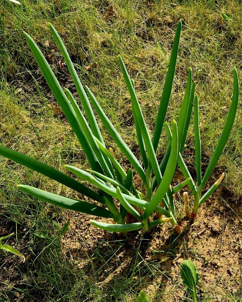 Allium pskemense — houseplant care guide