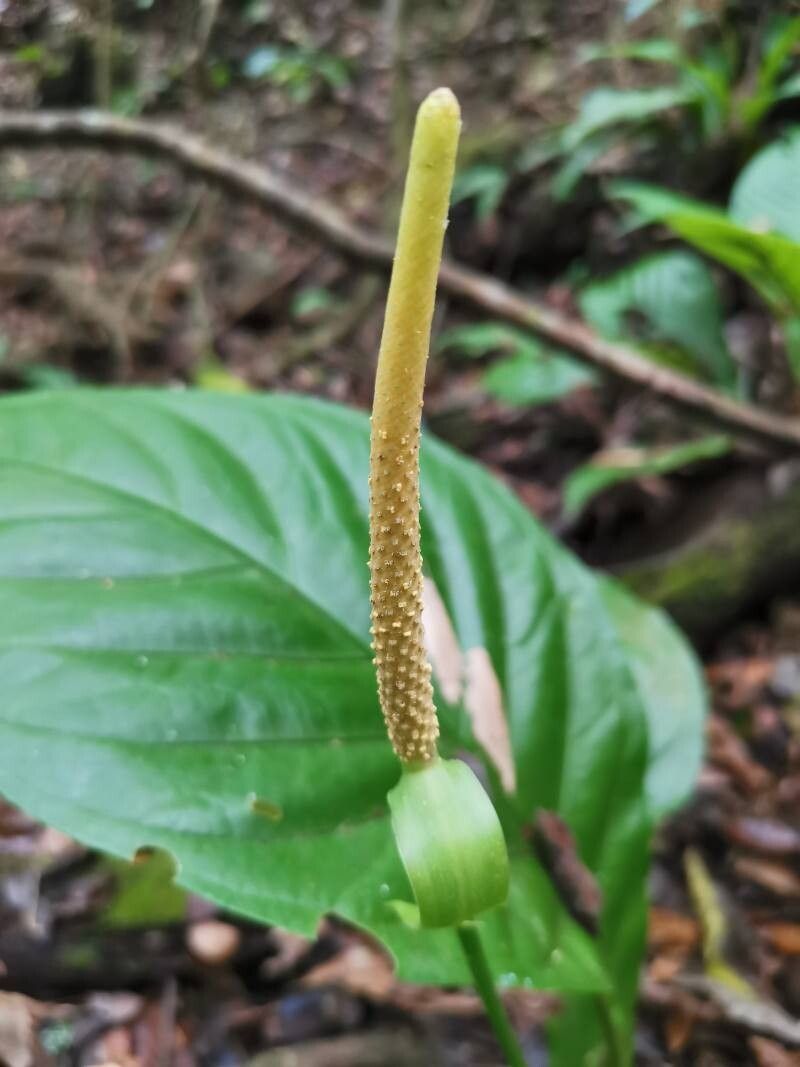 Anthurium acutifolium flower