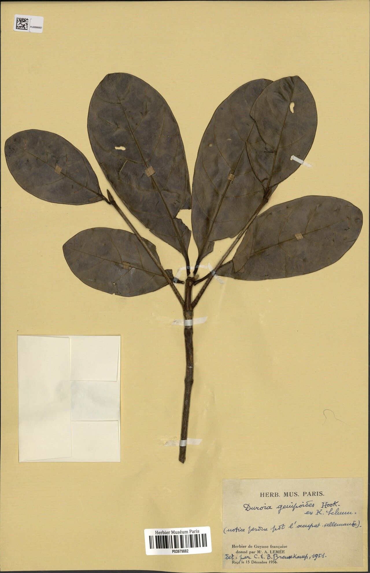 Duroia genipoides leaf
