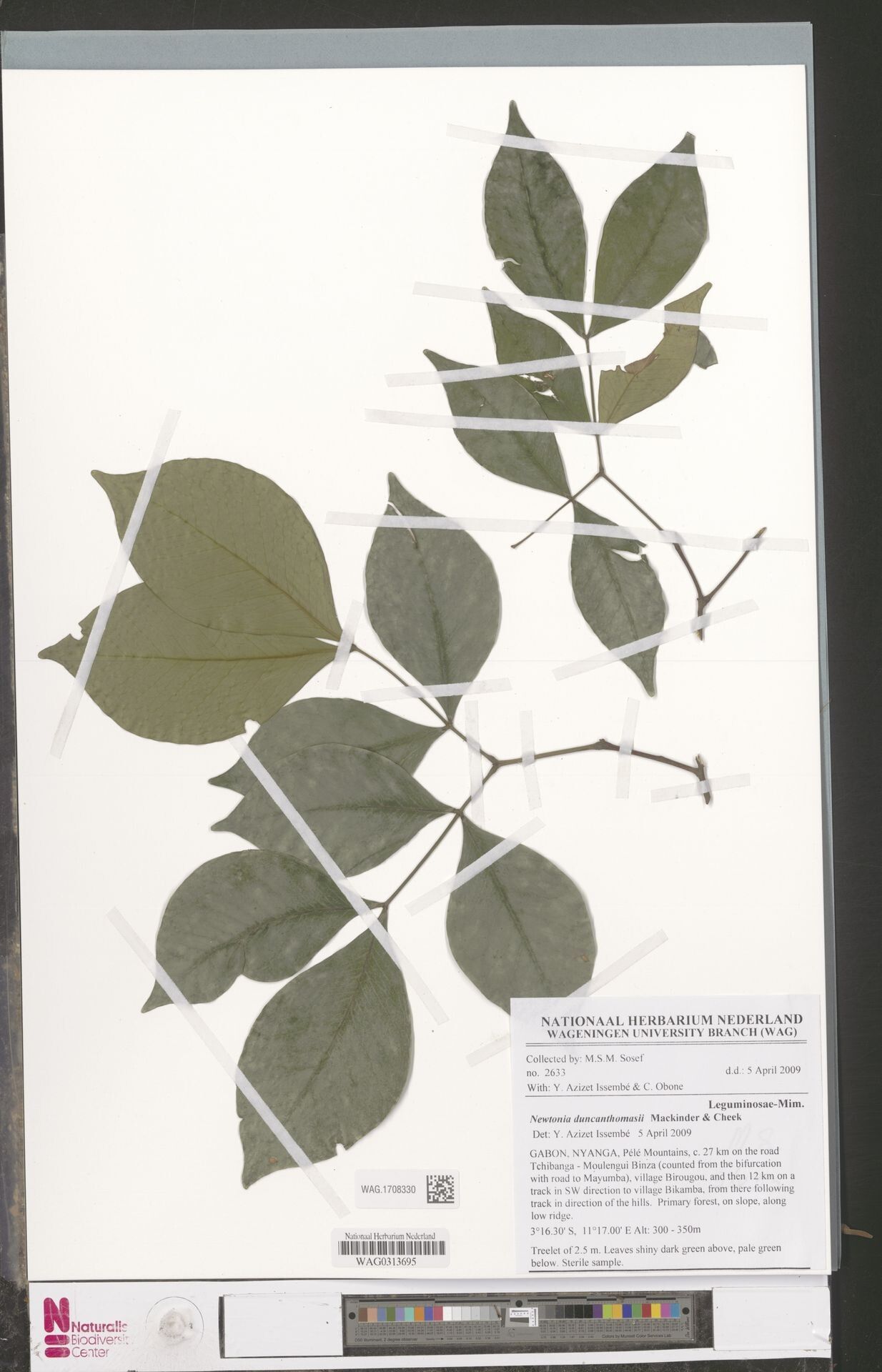 Newtonia duncanthomasii — related species from the same genus