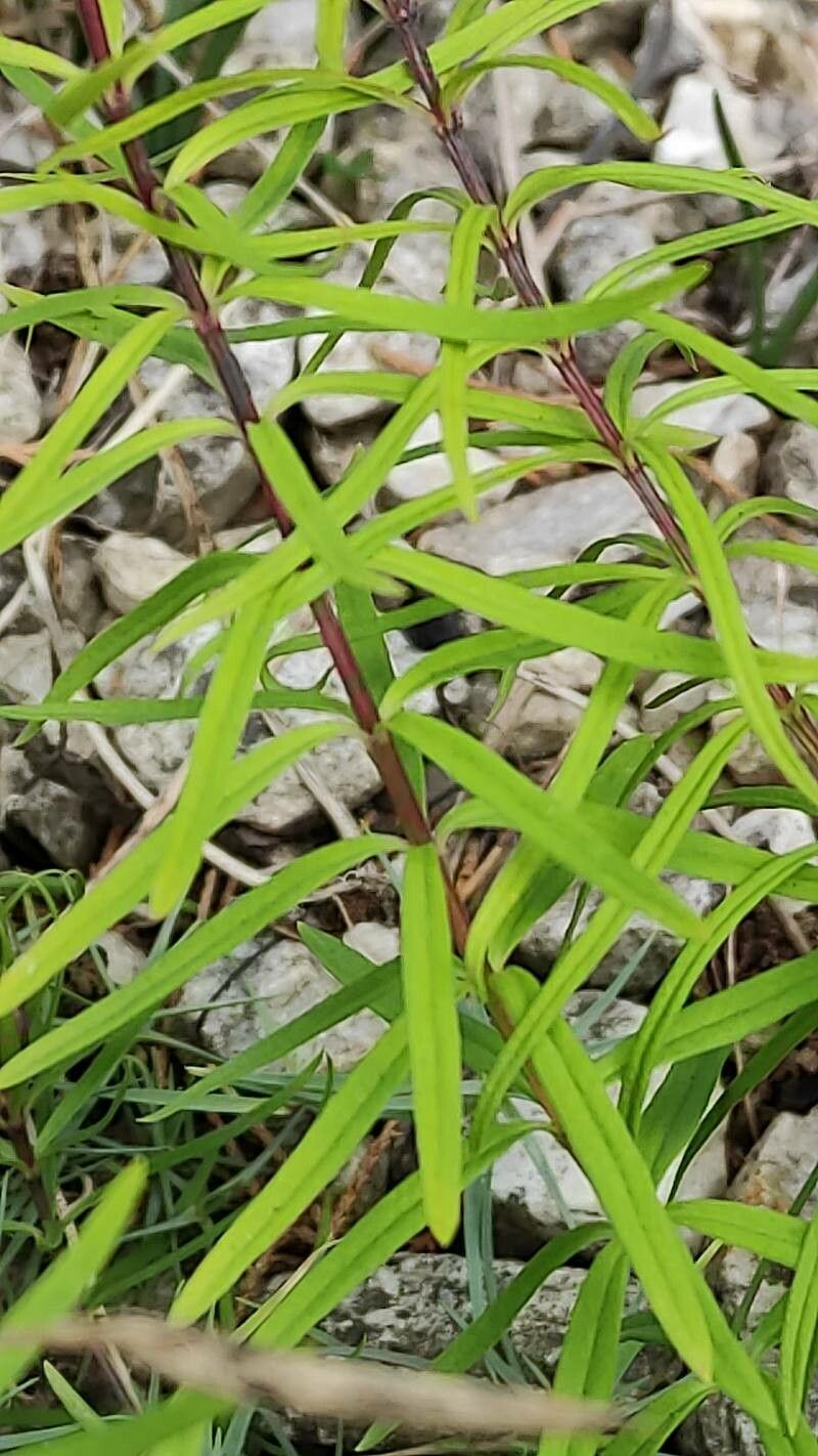Gentiana paradoxa bark