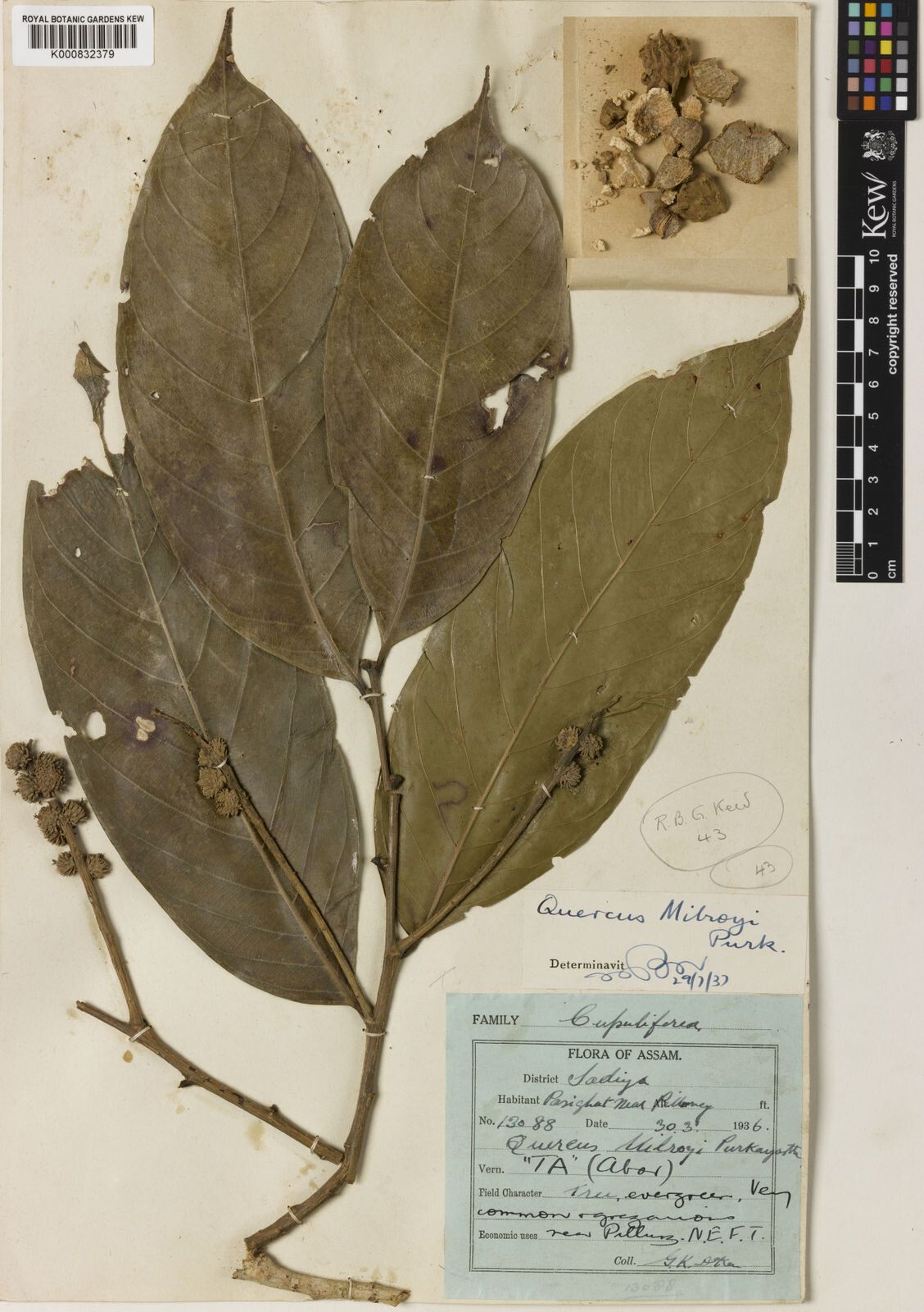 Lithocarpus milroyi — search result for 'Lithocarpus'