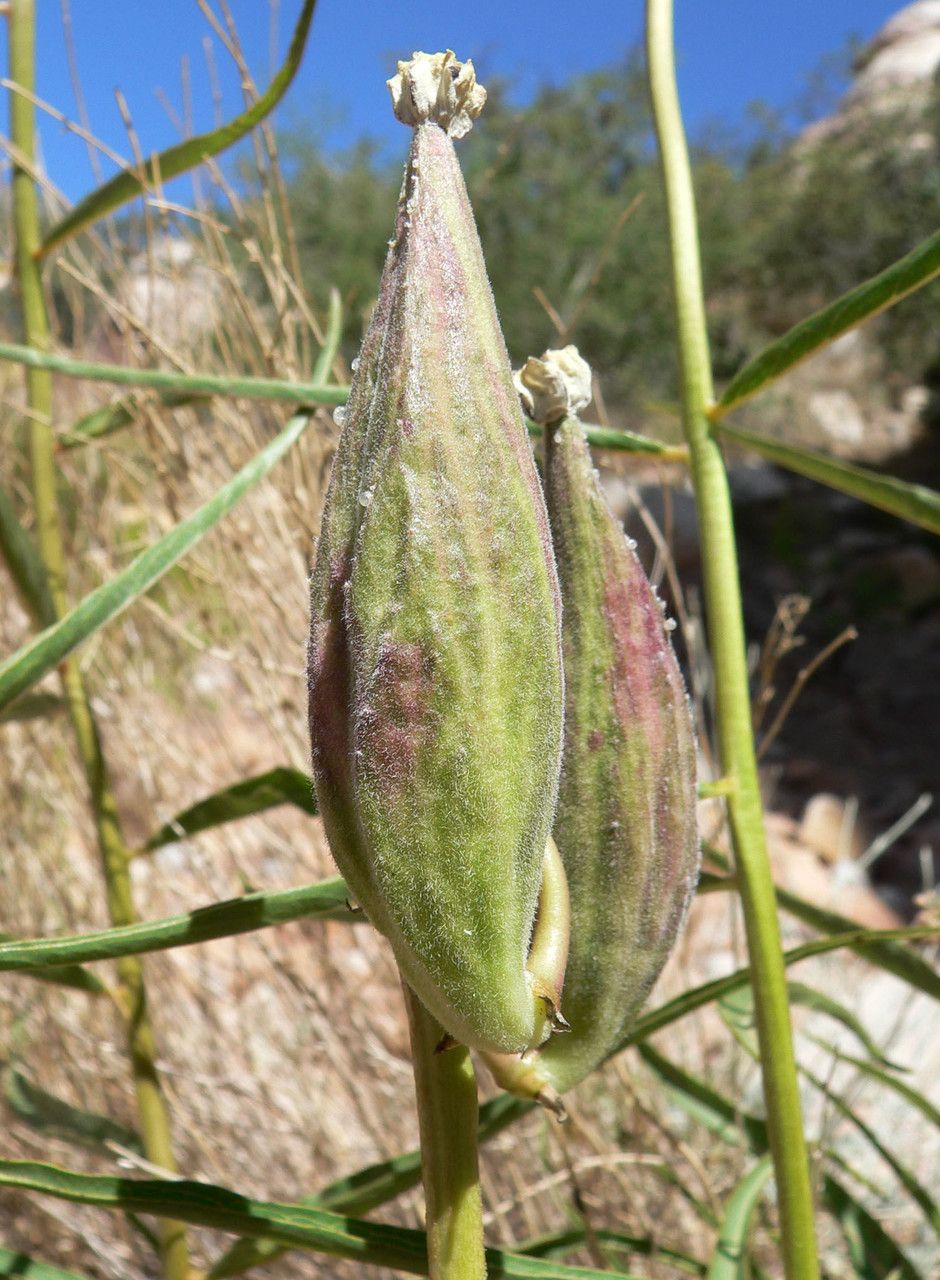Asclepias asperula fruit